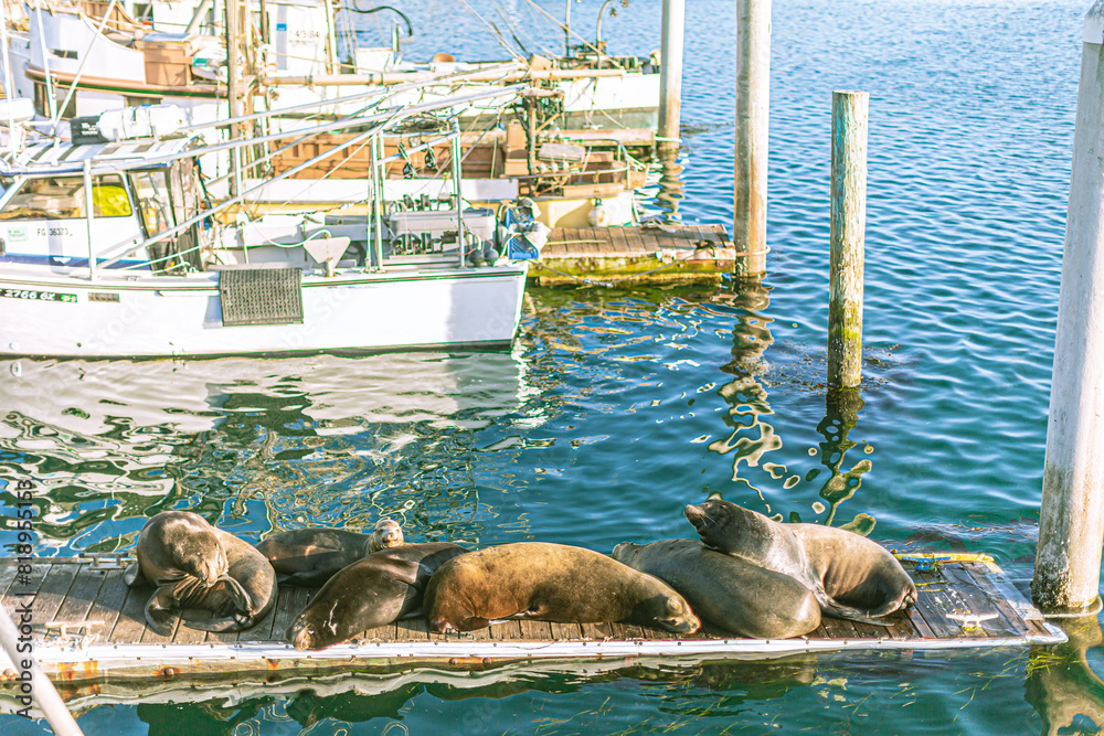Fototapeta premium a group of selas sleeping on a wooden dock in Morro Bay, Southern California