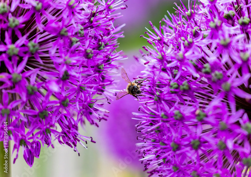 Honeybee or bee feeding on purple Allium flower in garden during summer pollination season. Macro closeup. Dublin  Ireland