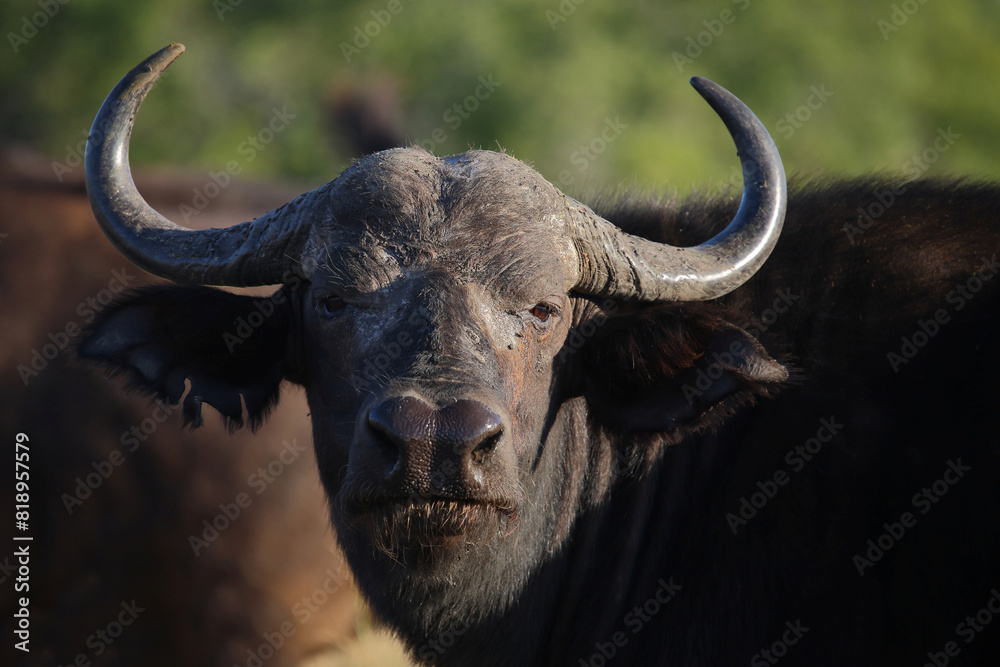 Kaffernbüffel / African buffalo / Syncerus caffer Kaffernbüffel / African buffalo / Syncerus caffer