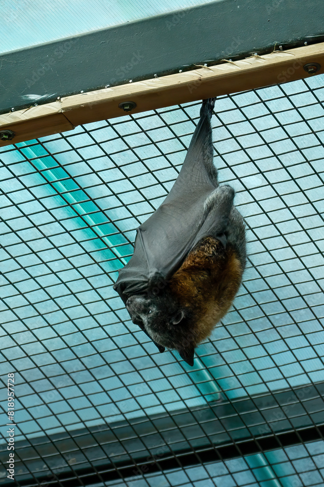 large flying fox sleeping on the net in the zoo