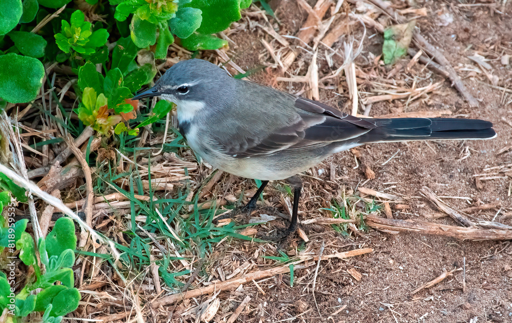 Obraz premium Cape wagtail (Motacilla capensis) forages near Brenton-on-sea beach.
