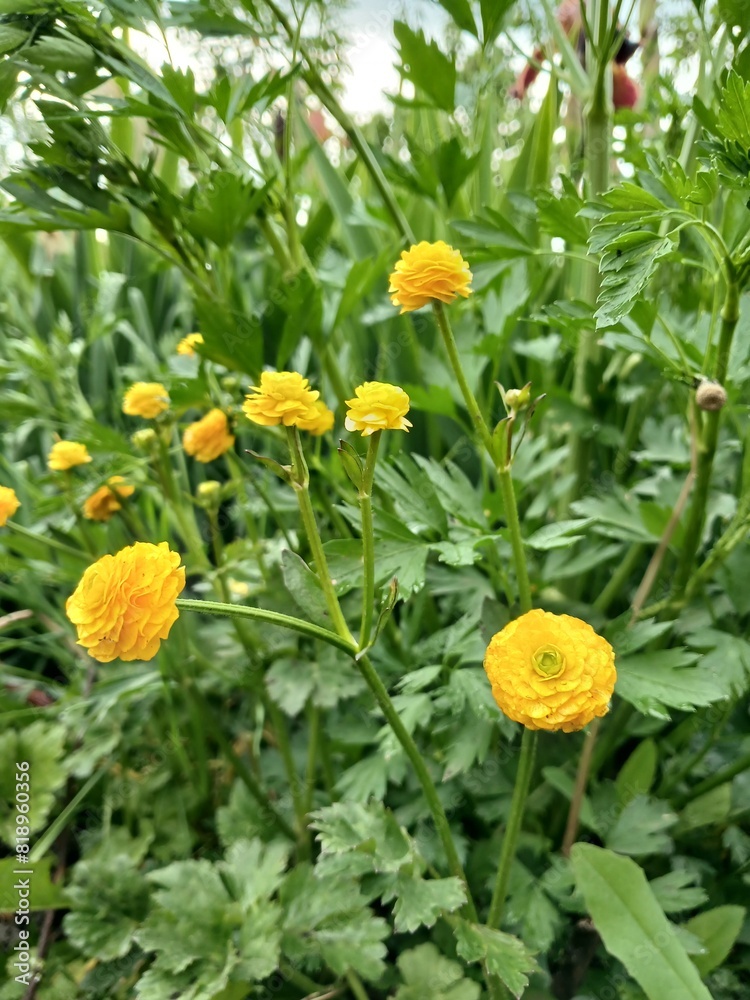 yellow flowers in the garden yellow flowers in the garden