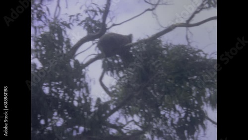 Australia 1969, Koala in Australian Nature 1960s photo