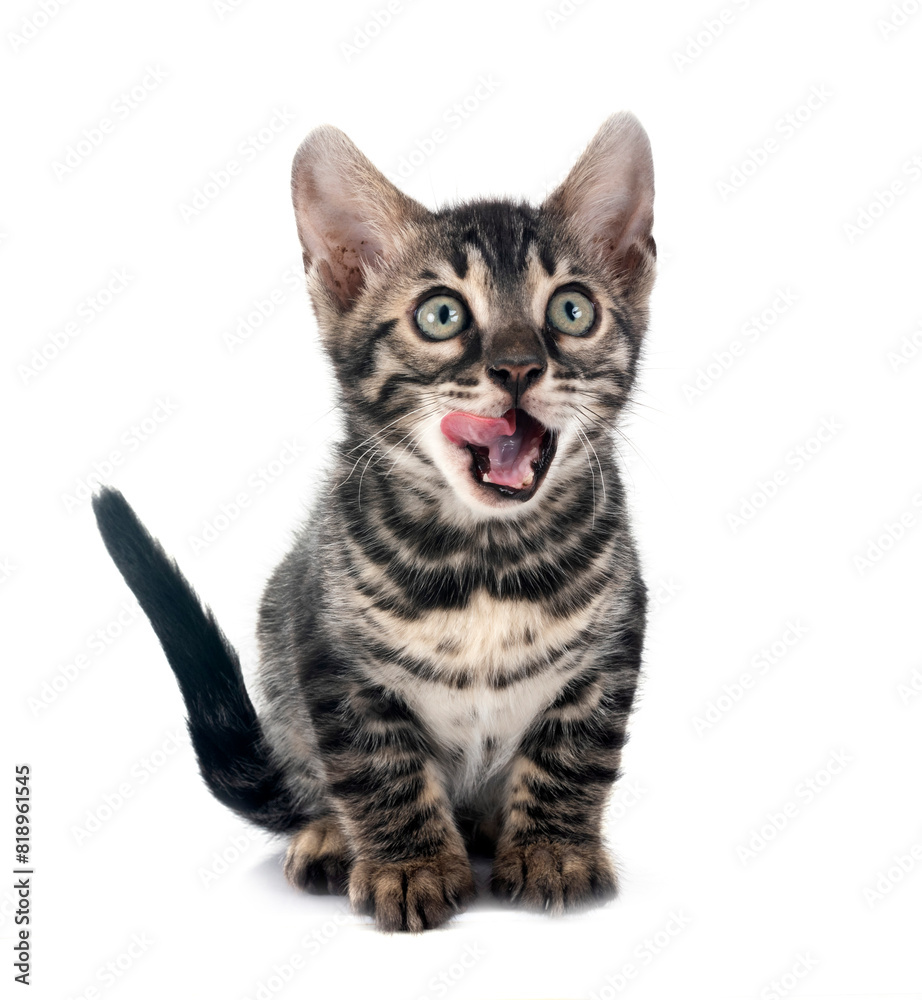 Obraz premium bengal kitten in studio