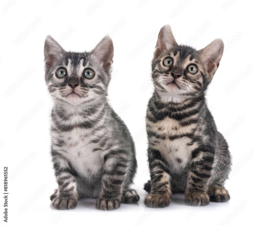 bengal kitten in studio bengal kitten in studio