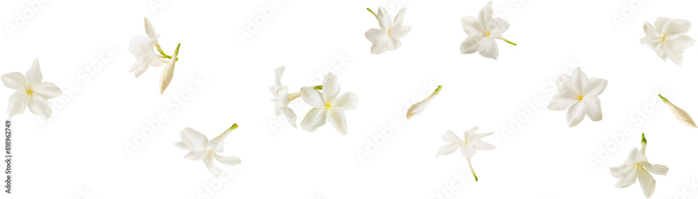 Naklejka premium white jasmine flower falling in the air