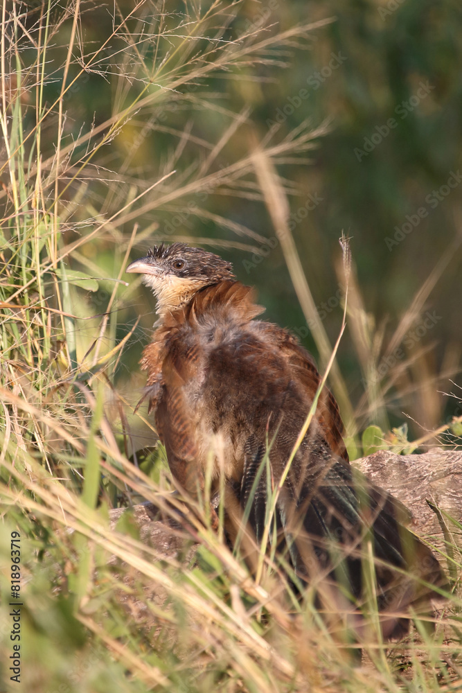 Fototapeta premium Tiputip / Burchell's coucal / Centropus superciliosus.