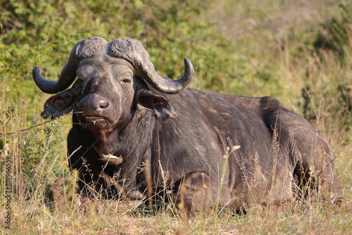 Kaffernb  ffel   African buffalo   Syncerus caffer