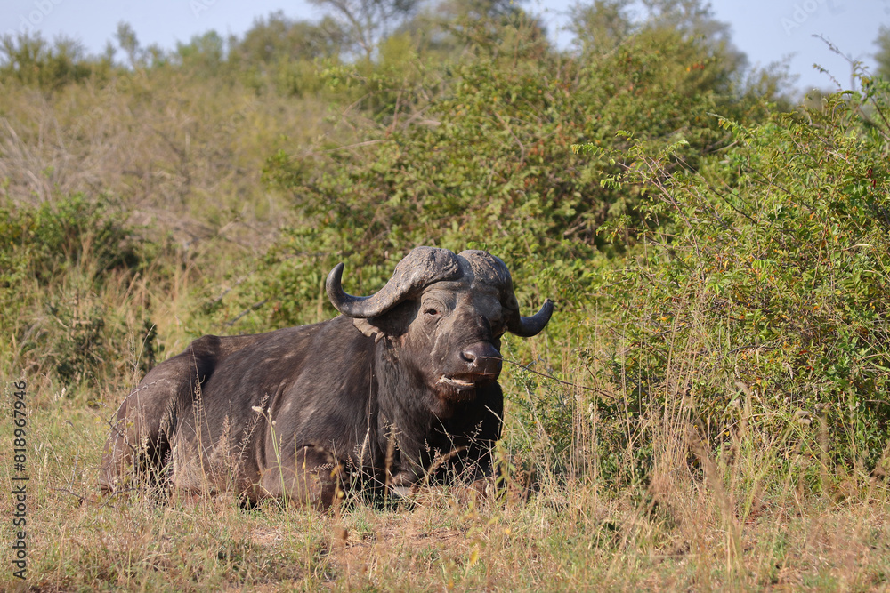 Kaffernbüffel / African buffalo / Syncerus caffer Kaffernbüffel / African buffalo / Syncerus caffer