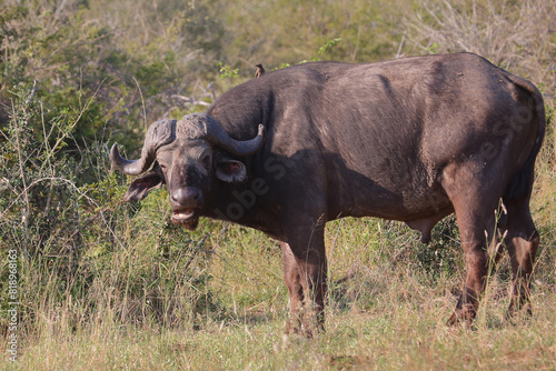 Kaffernb  ffel   African buffalo   Syncerus caffer