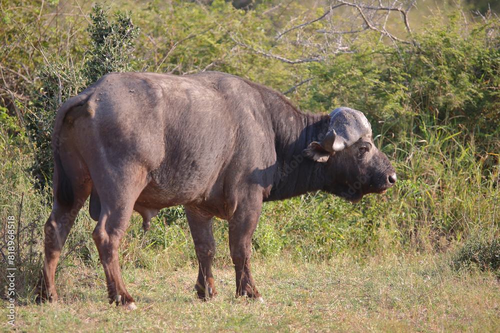 Kaffernbüffel / African buffalo / Syncerus caffer Kaffernbüffel / African buffalo / Syncerus caffer