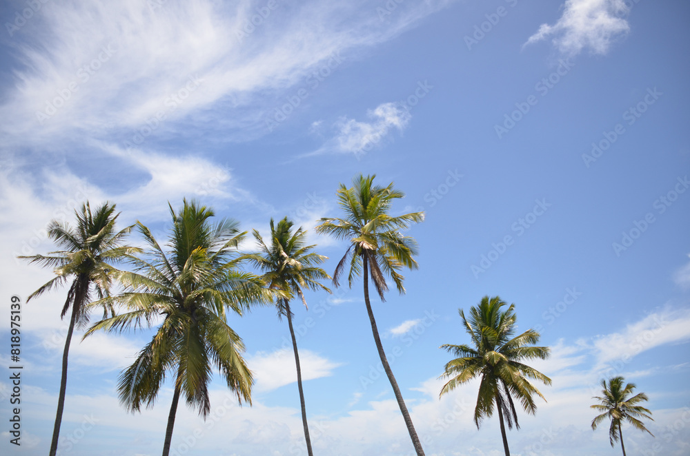 Close Coconut trees on tropical beach, blue sky summer vacation day. coconut palm tree