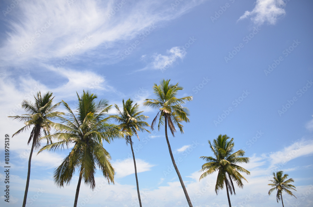 Close Coconut trees on tropical beach, blue sky summer vacation day. coconut palm tree Close Coconut trees on tropical beach, blue sky summer vacation day. coconut palm tree