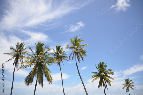 Close Coconut trees on tropical beach  blue sky summer vacation day. coconut palm tree