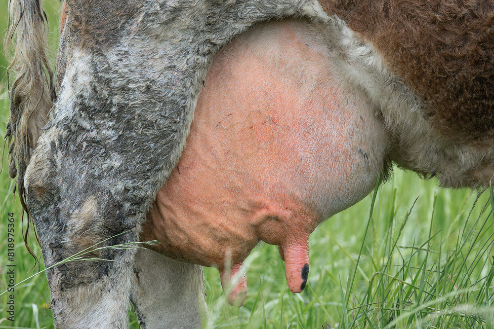 Obraz premium detail of cow big udder