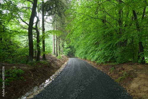 road in the forest