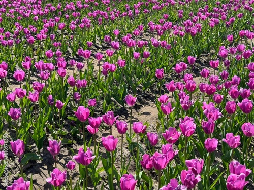 Pink tulips flowers in field 
