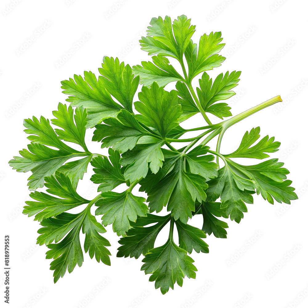Fototapeta premium fresh parsley leaves on transparent background