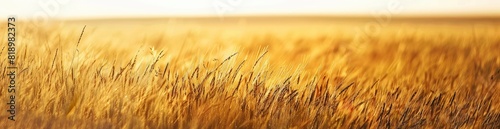 Abstract Summer Prairie Patterns. With Copy Space  Abstract Background