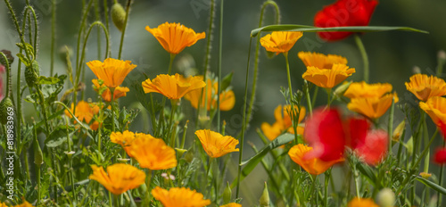 California poppy as its name indicates and also naturalized in Chile7 and a few European countries photo