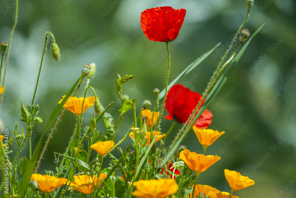 Obraz premium California poppy The part of the plant that is used medicinally is made up of the aerial parts collected during the flowering season