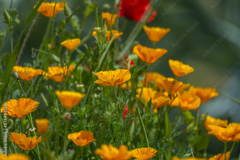 Furthermore, it will be observed in animals that the hydroalcolic extract of the California Poppy causes a sedative, antidepressant and slightly hypnotic effect