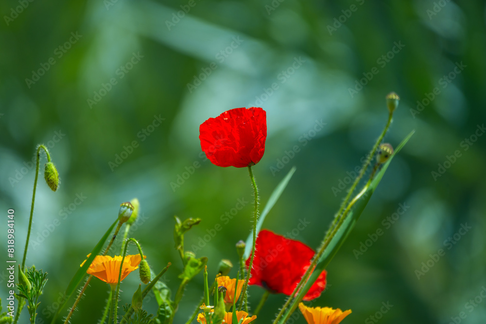 Obraz premium The common poppy Although it is considered a weed, it is easy to combat with common pest control methods