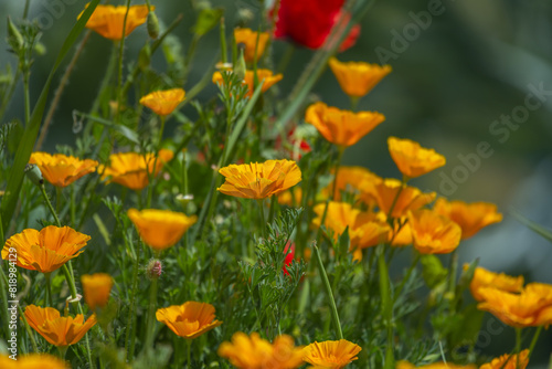 Furthermore  it will be observed in animals that the hydroalcolic extract of the California Poppy causes a sedative  antidepressant and slightly hypnotic effect