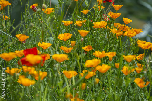 California Poppy appears to lack risks of addiction and toxicity, however, there is a similarity between protopine and morphine photo