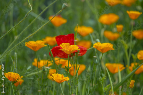 California Poppy It is contraindicated in case of glaucoma, pregnancy or breastfeeding photo