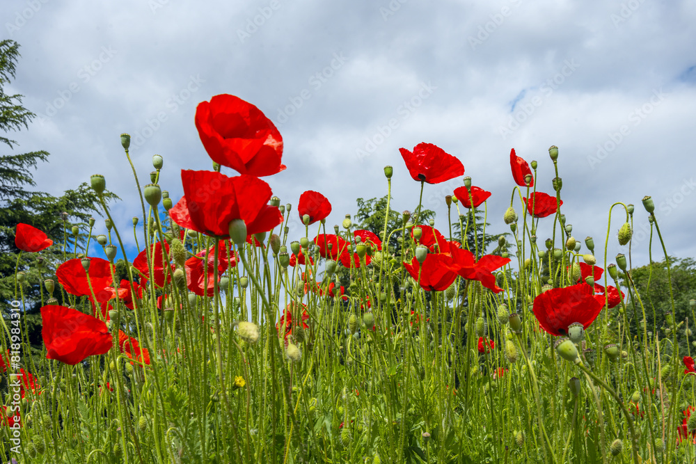 Obraz premium The common poppy or wild poppy (Papaver rhoeas), is a phanerogamous species of the Papaver genus, belonging to the Papaveraceae family