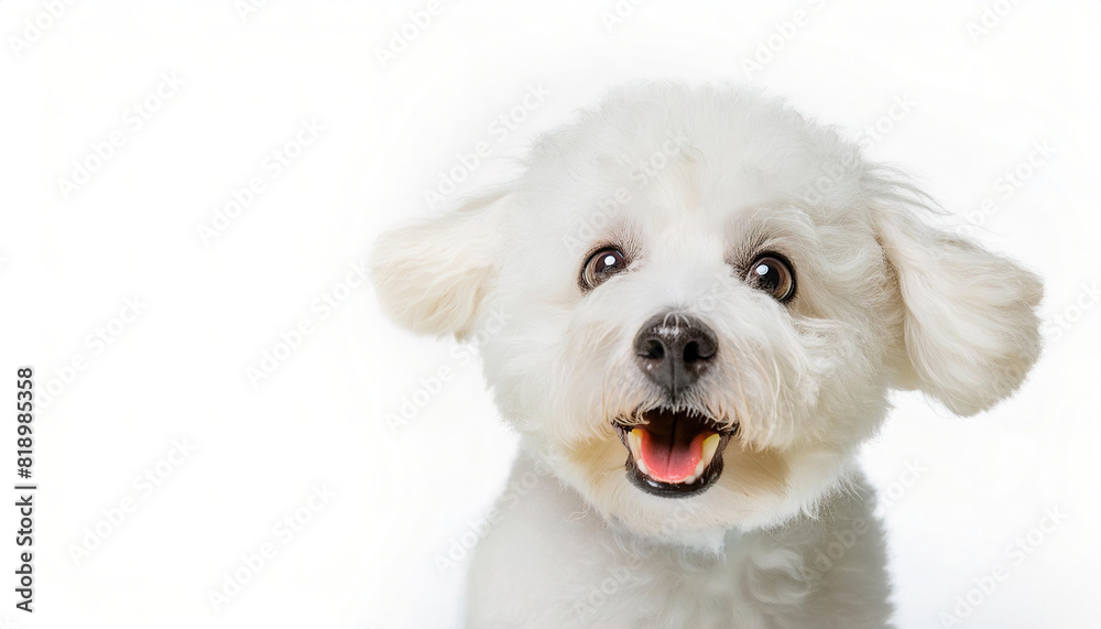 Obraz premium Bichon Frise dog - Canis lupus familiaris - is a dog of French origin but found early success in Spain. isolated on white background