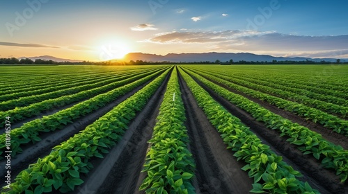 Green crops grow in rows against the backdrop of mountains and the rising sun. Concept  Ecological farming  sustainable development  agriculture  harvest.
