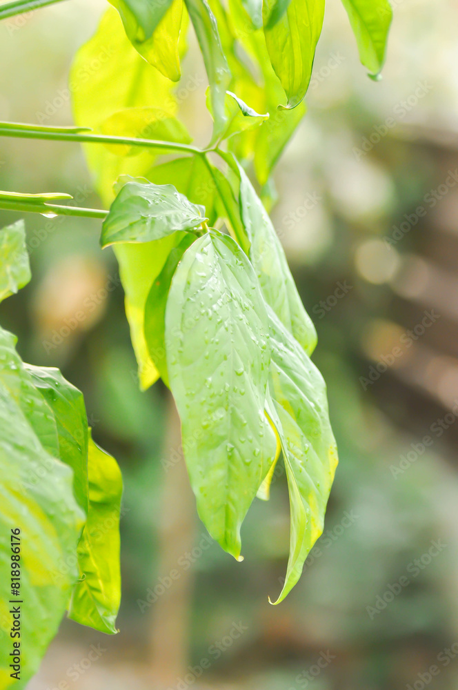Obraz premium Syngonium podophyllum, Arrowhead Vine or Goosefoot Plant or Araceae or bicolor syngonium and rain droplet