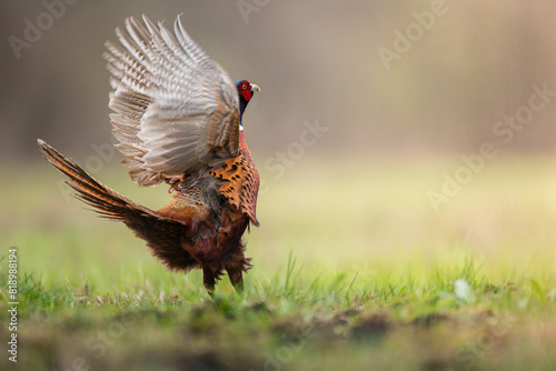 Bird - Common pheasant Phasianus colchius Ring-necked pheasant in natural habitat wildlife Poland Europe photo