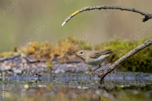 Small bird - Willow warbler Phylloscopus trochilus perched on tree, spring time photo