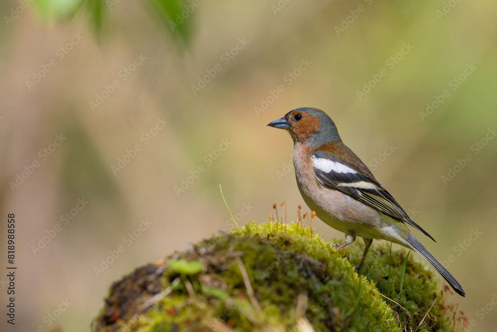 Bird male chaffinch Fringilla coelebs perching on forest puddle, spring time