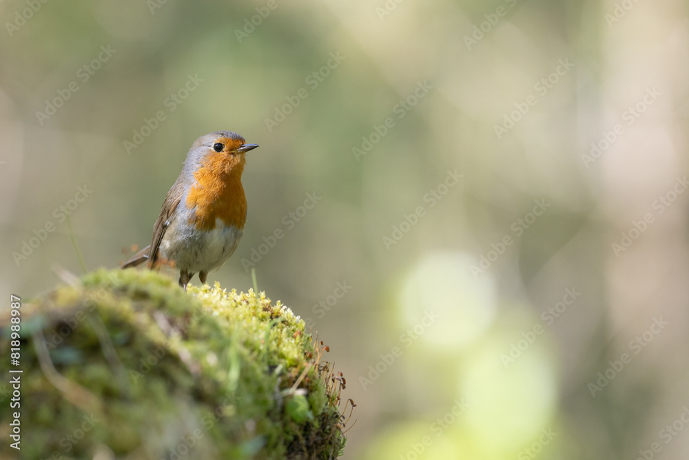 Bird Robin Erithacus rubecula, small bird in forest puddle, spring time in Poland Europe Bird Robin Erithacus rubecula, small bird in forest puddle, spring time in Poland Europe