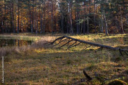 Fototapeta Naklejka Na Ścianę i Meble -  Jesienny las