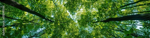 Abstract Summer Forest Canopy Pattern Background. With Copy Space  Abstract Background