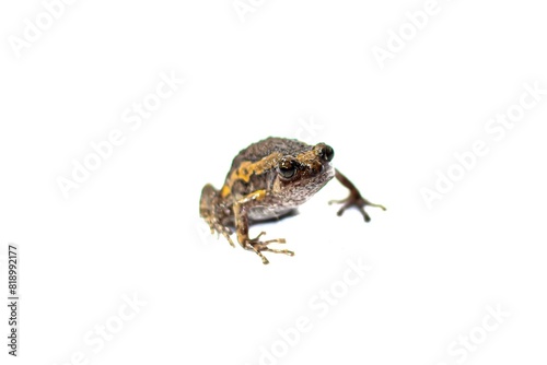 Small frog on white background with isolated photo style.