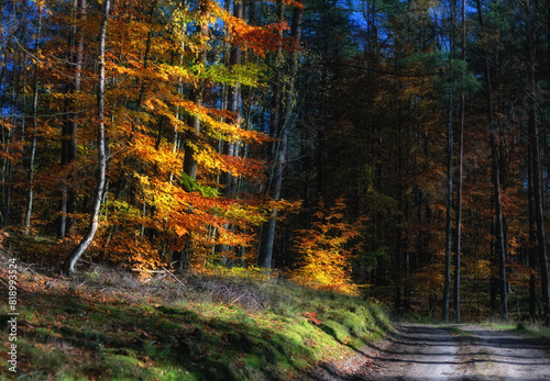 Fototapeta Naklejka Na Ścianę i Meble -  Jesienny las