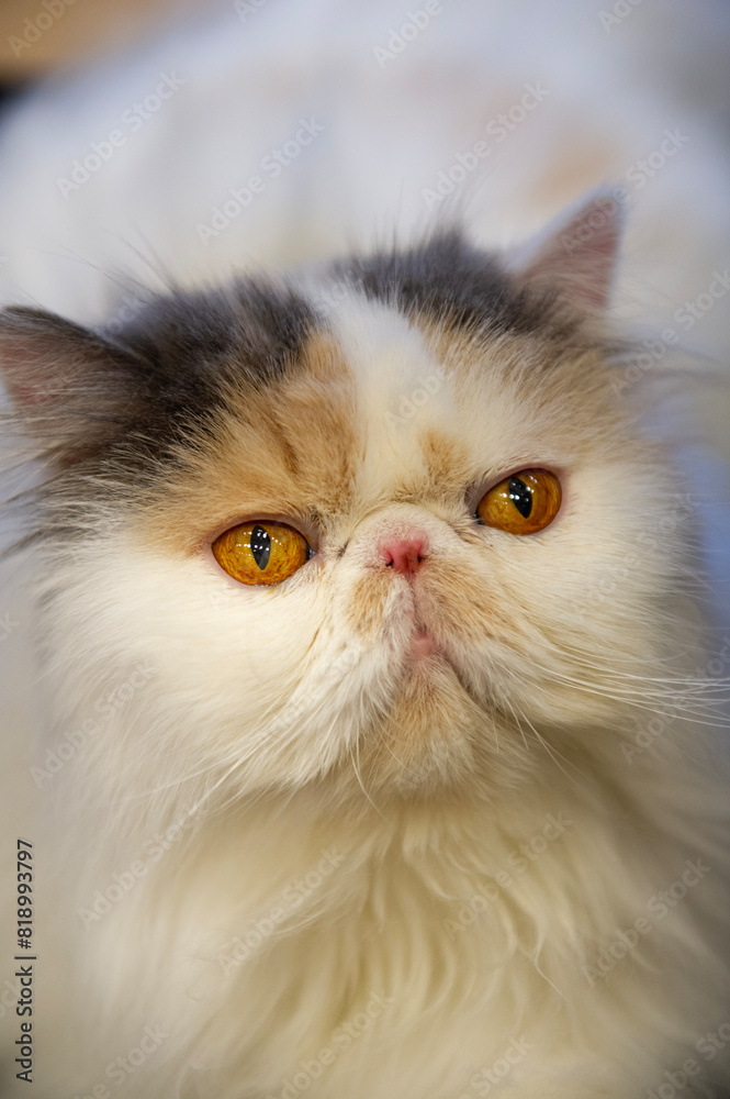 Porträt einer weiblichen Perser Katze Porträt einer weiblichen Perser Katze
