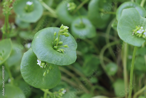Miner's Lettuce, Winter Purslane, Claytonia perfoliata. You can use them in fresh vegetable salads. The Winter Purslane is that we have it fresh almost all year round.