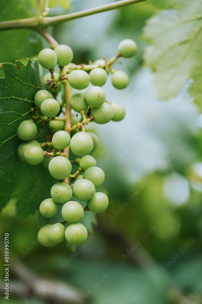 Bunches of green grapes hang on the tree, warm. Immature grapes that are well cared for. Nature background with Vineyard. Grape concept Bunches of green grapes hang on the tree, warm. Immature grapes that are well cared for. Nature background with Vineyard. Grape concept