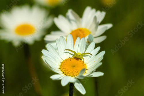 Pająk kwietnik polujący na owady na polnych kwiatach © KoLesfot