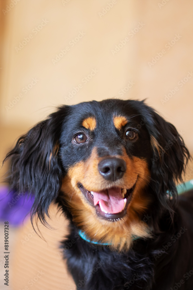 A black and brown dog from the Sporting Group with its mouth open