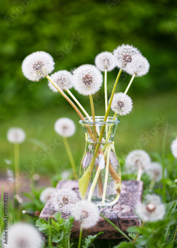 Beautiful bouquet of dandelions´flowers in a glas vase in the cottage garden. Floral rustic still life. Floristic or home deco concept.