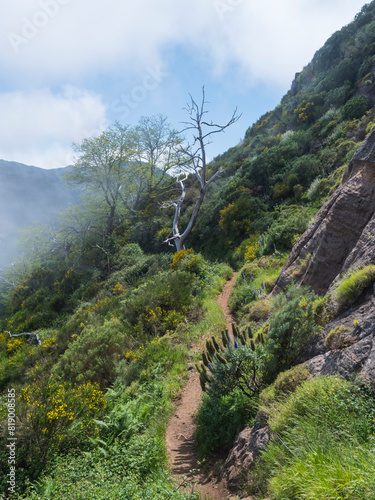 narrow steep footpath in green foggy misty mountains covered with colorful flowers at hiking trail PR12 to Pico Grande one of the highest peaks in the Madeira, Portugal © Kristyna