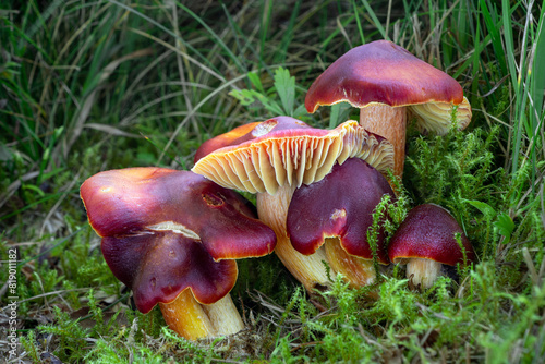 A group of crimson waxcap mushrooms (Hygrocybe punicea) in the grass photo